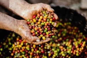 Is Coffee Vegan? (What to Know)